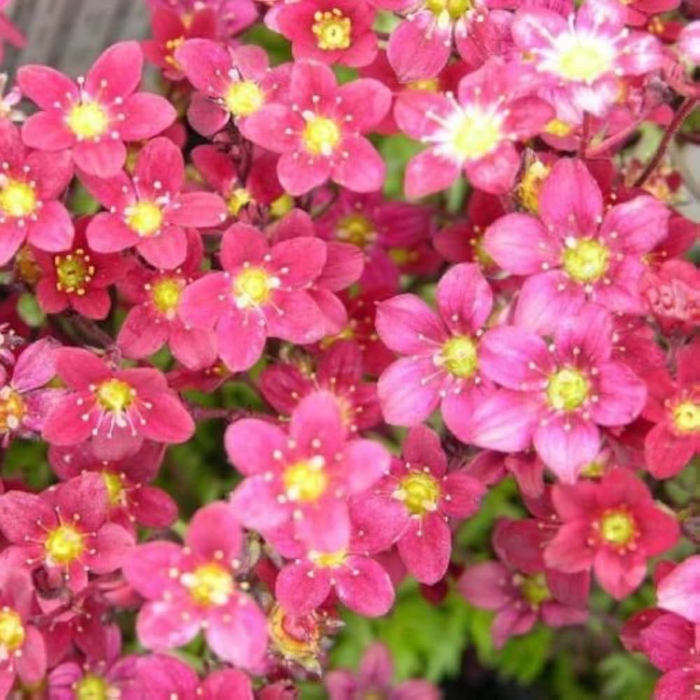 Saxifraga Highlander flower seeds