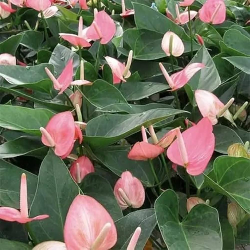 Pink White flower seeds