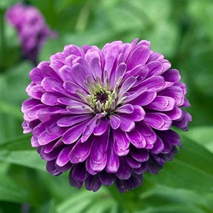 Deep Purple flower seeds