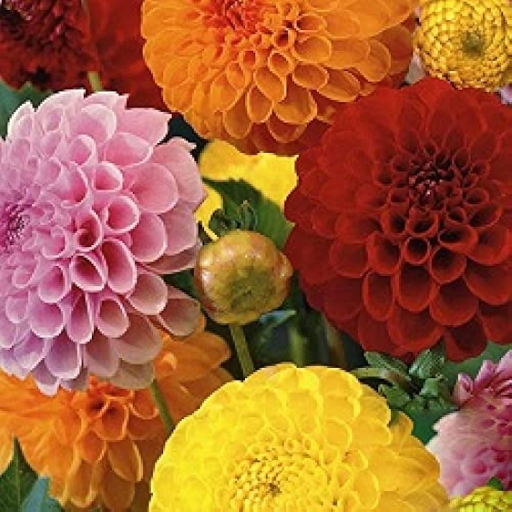 Howden Dahlia flower seeds