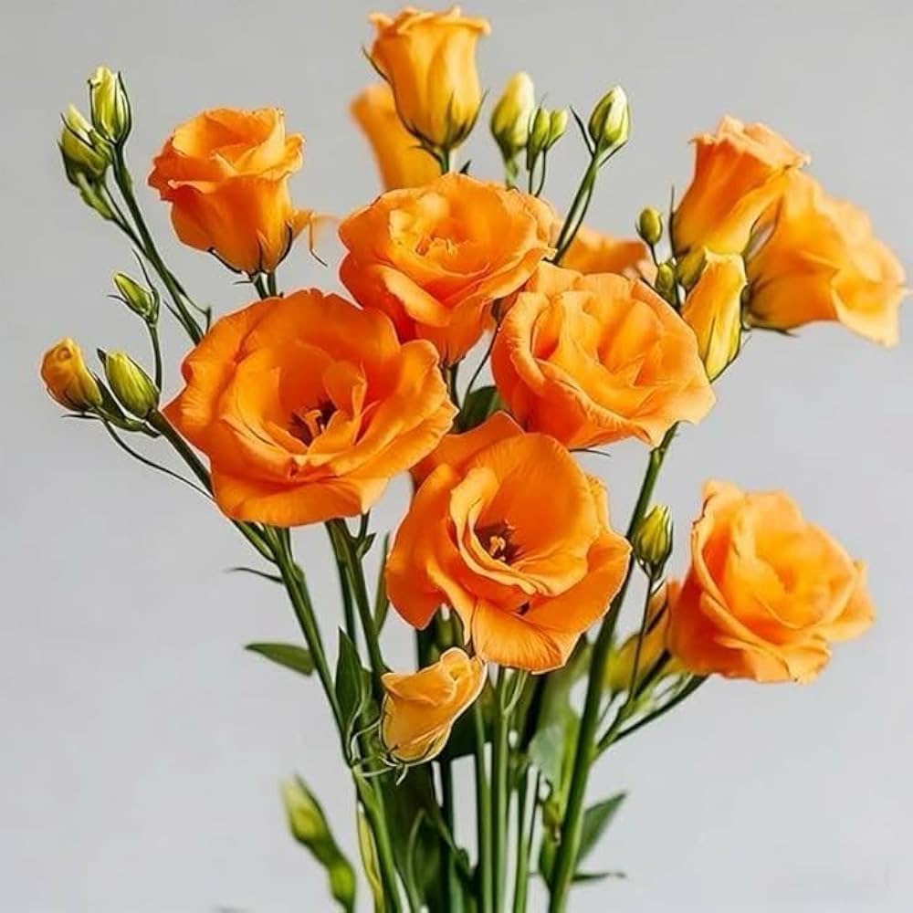 Orange Eustoma flower seeds