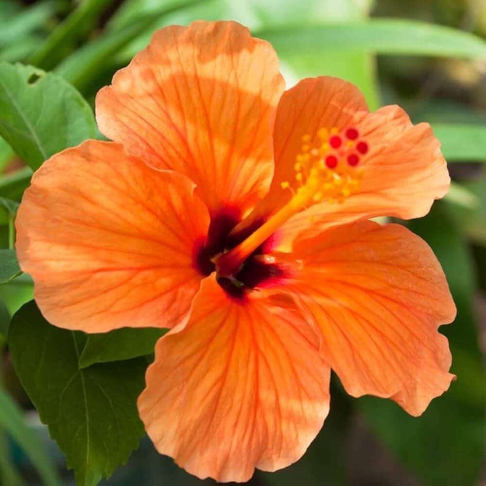 Orange Hibiscus plant