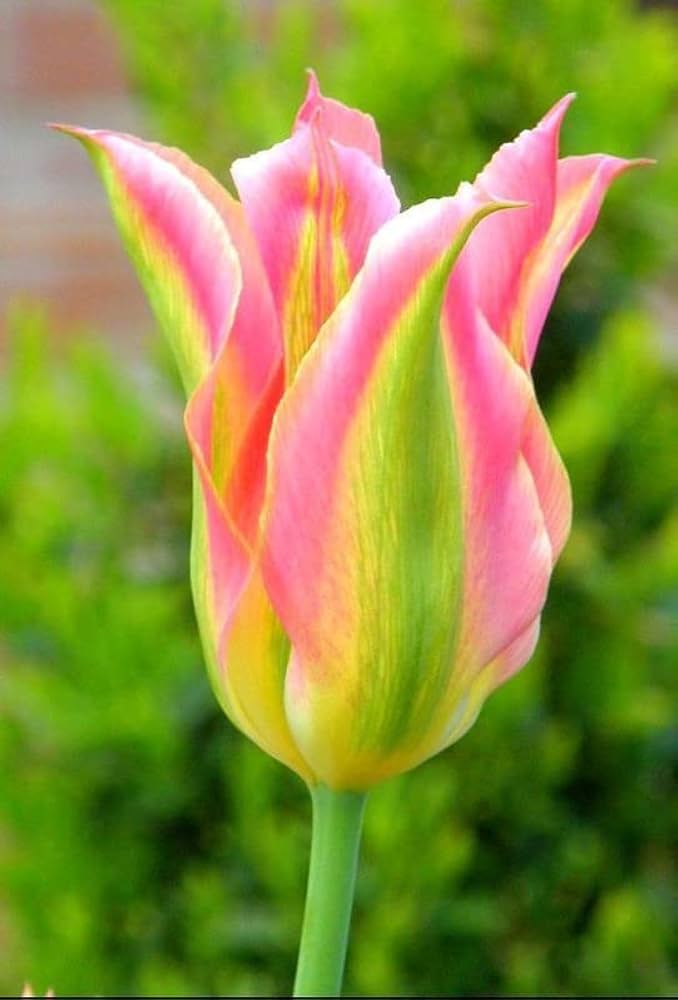 Green Pink flower seeds