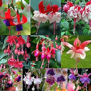 Fuchsia flower seeds