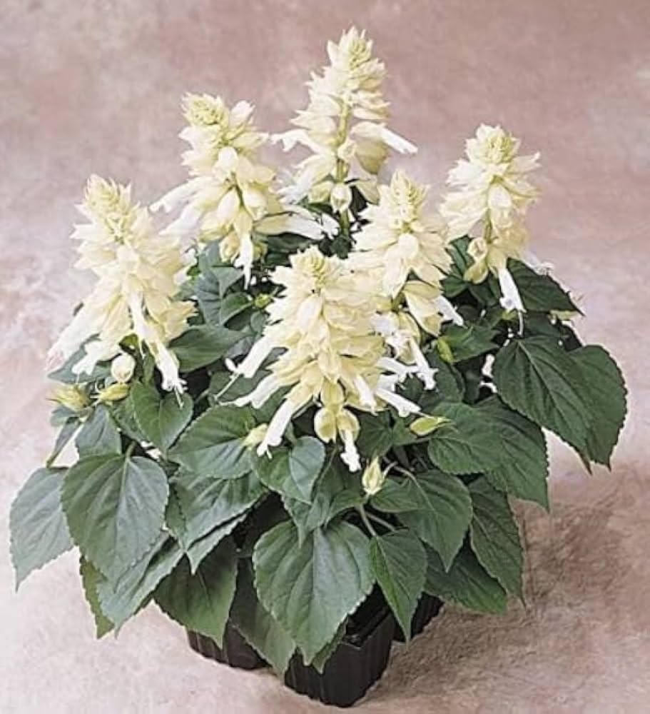 White Salvia flower seeds