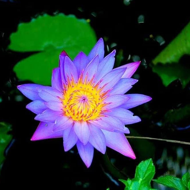 Purple Aquatic Lotus plant