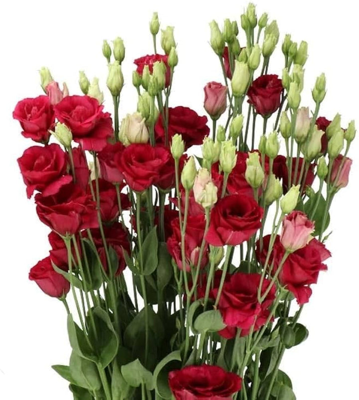 White Red flower seeds
