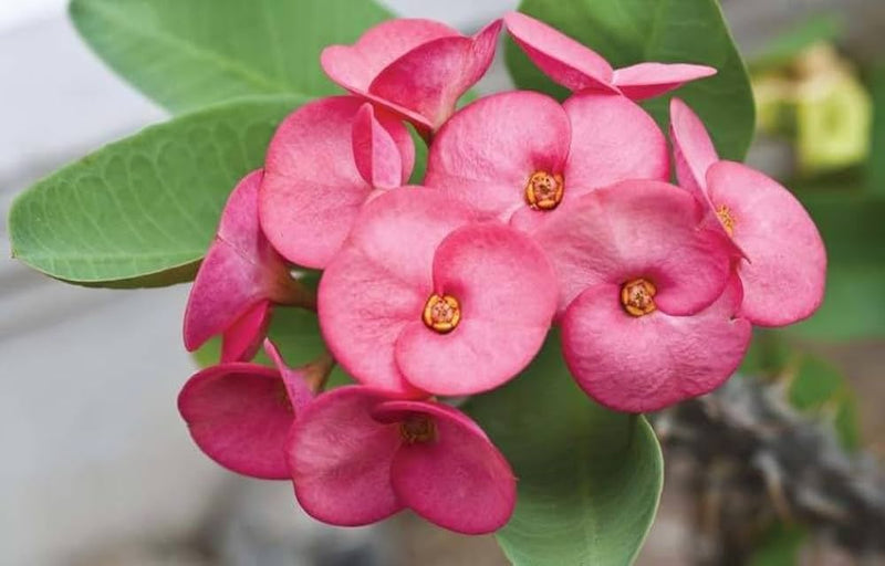 Euphorbia Milii Flower Seeds for Planting – Heirloom Non-GMO Garden Seeds