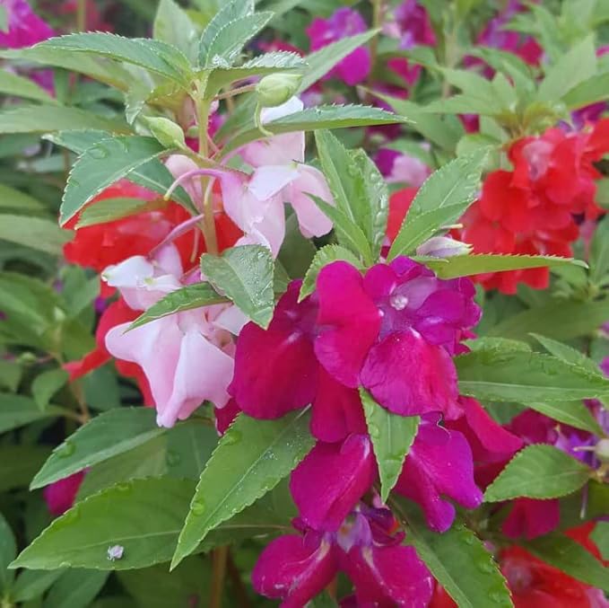 Balsam flower seeds