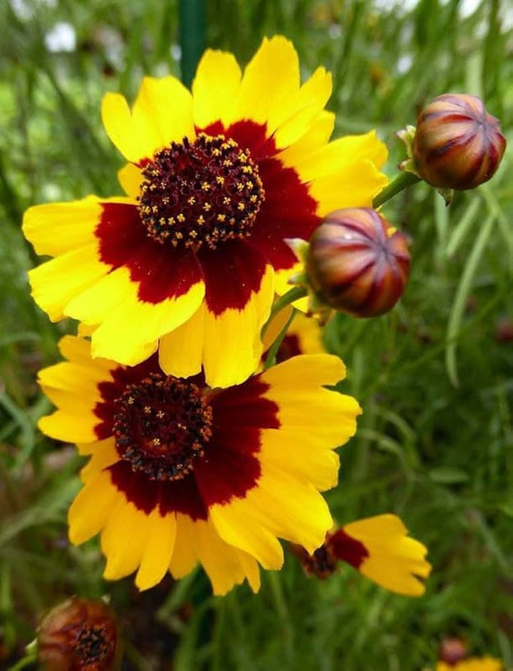 Yellow Coreopsis flower seeds
