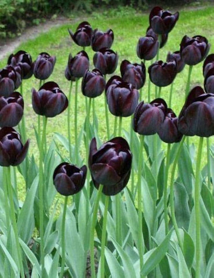 Black California flower seeds