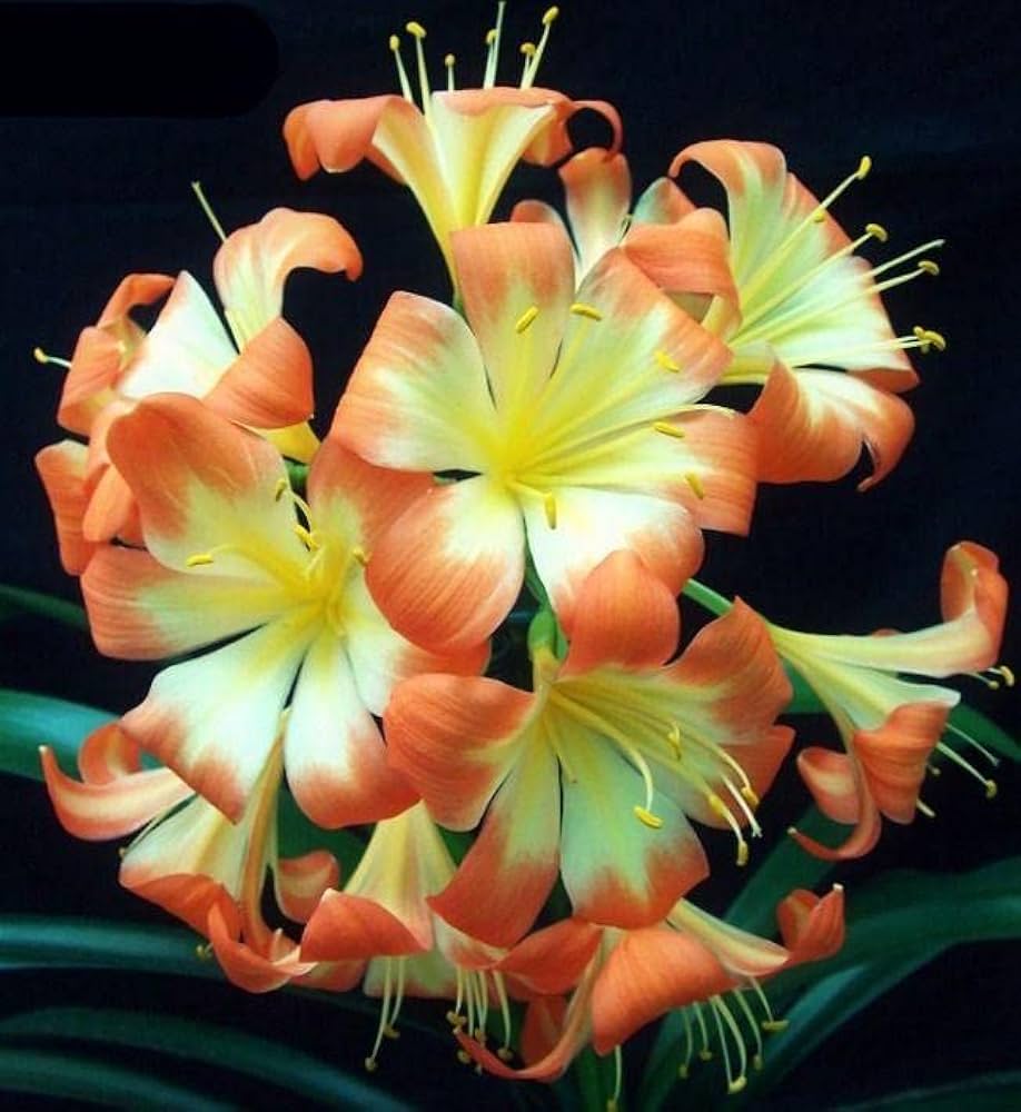 Clivia flower seeds