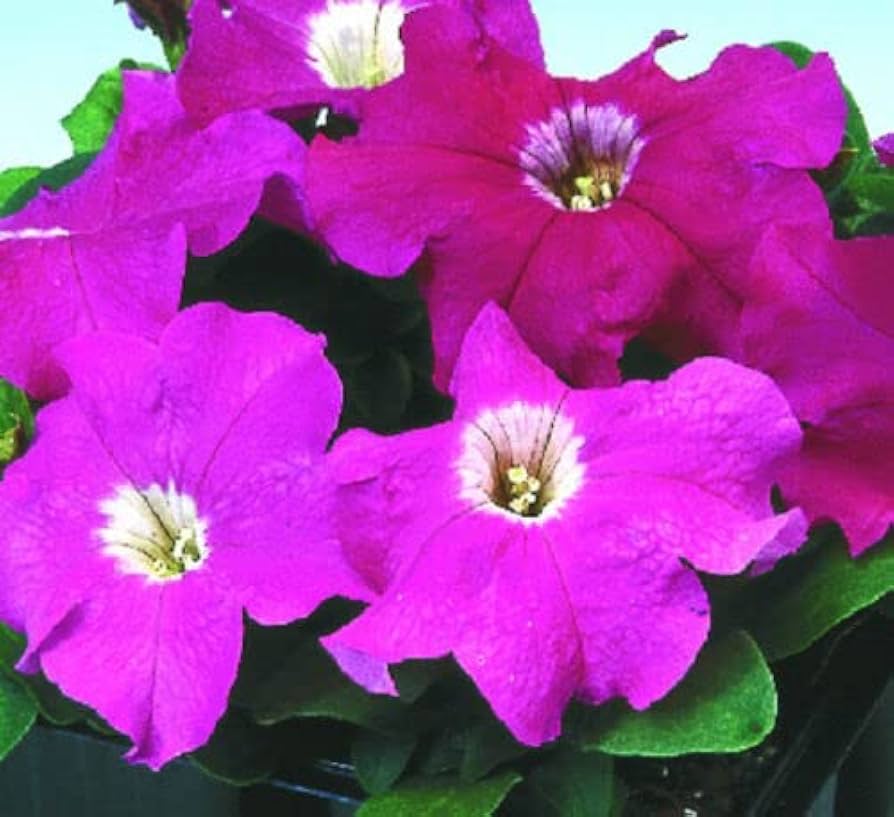 Rose Vein flower seeds