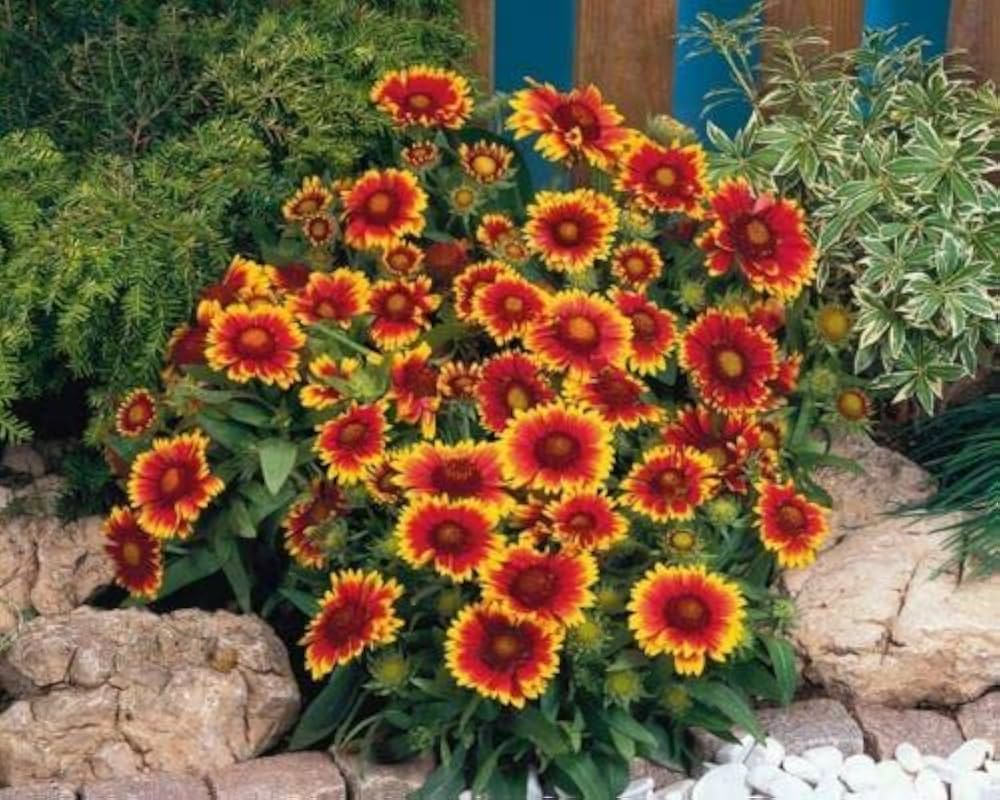 Kokardenblume flower seeds
