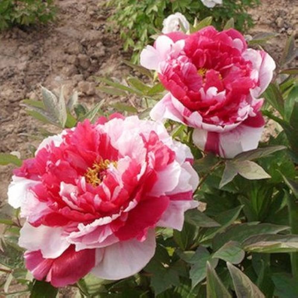 Rainbow Camellia flower seeds