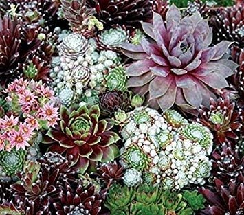 Sempervivum flower seeds