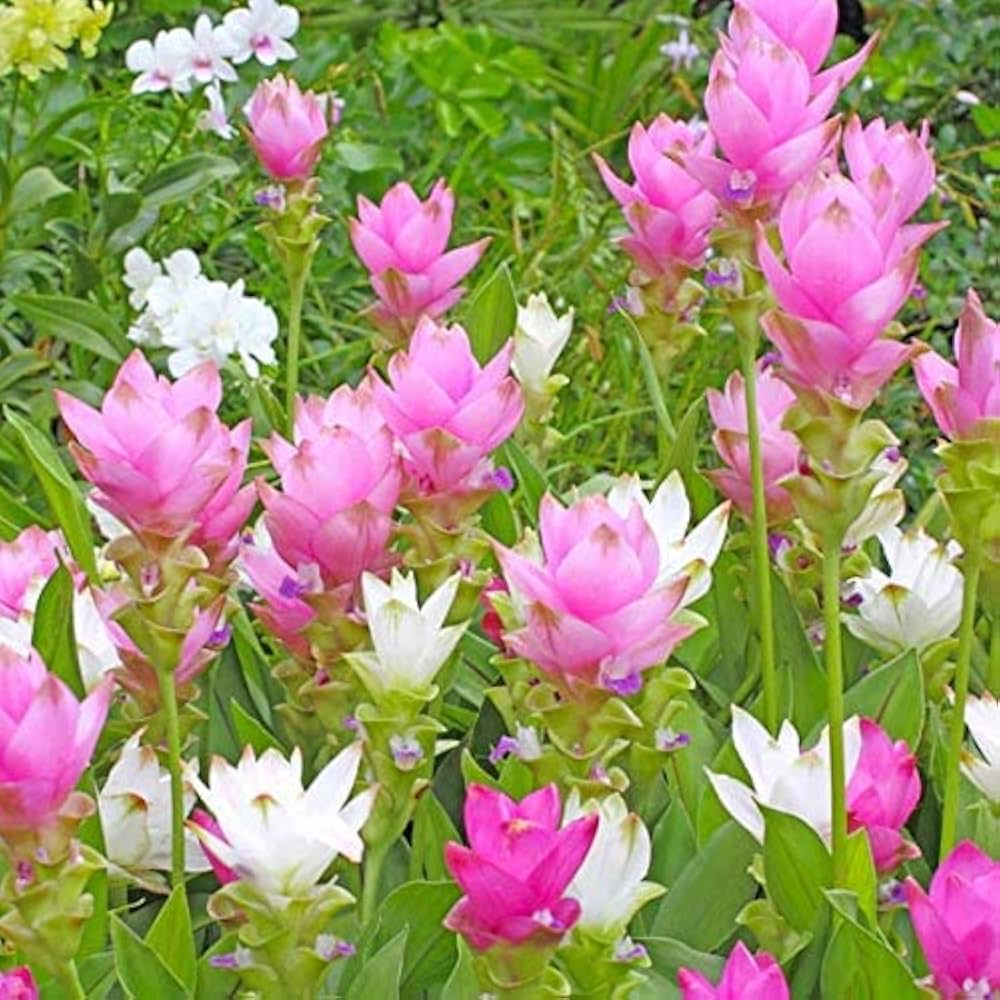 Siam Tulip flower seeds