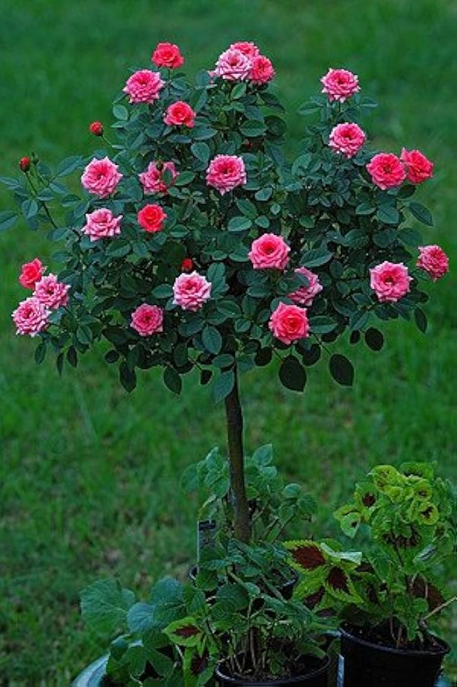Rose flower seeds