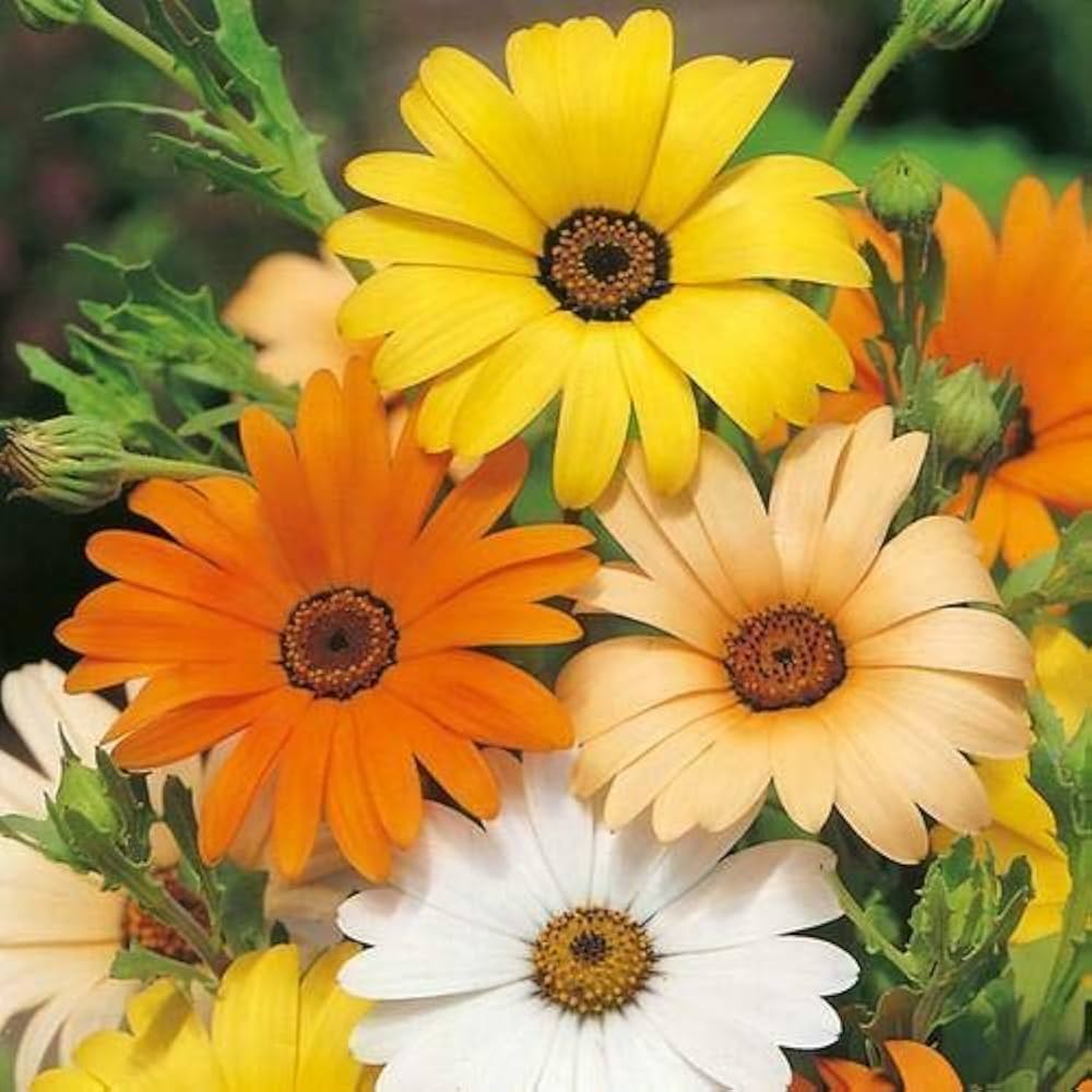 Dimorphotheca flower seeds