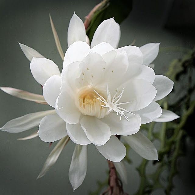 Epiphyllum flower seeds
