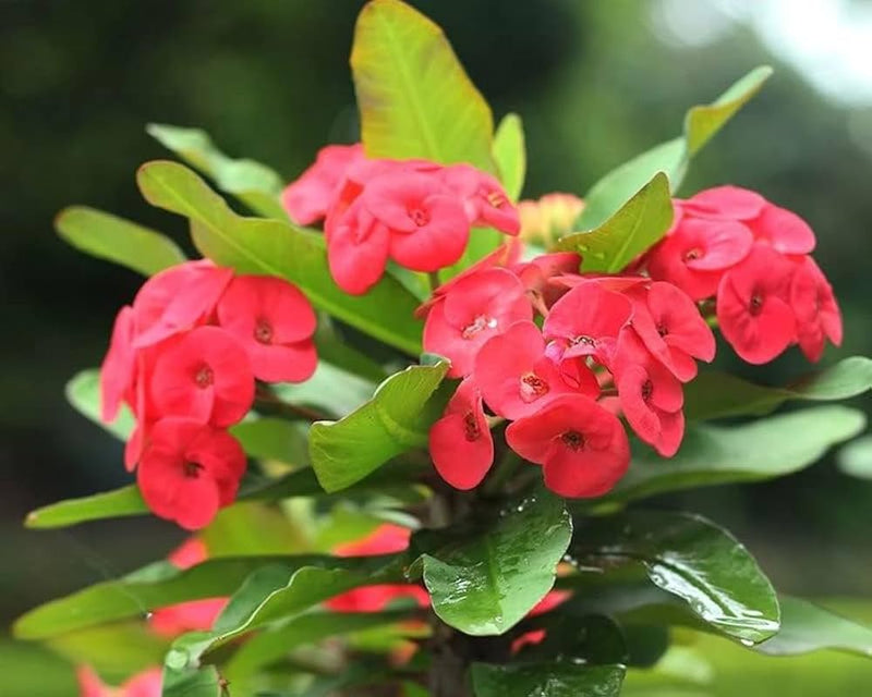 Red Euphorbia Milii Flower Seeds for Planting – Heirloom Non-GMO Garden Seeds