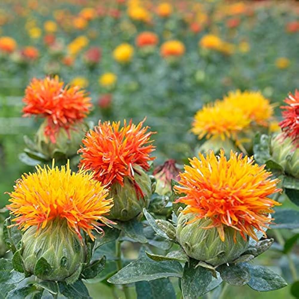 Carthamus flower seeds