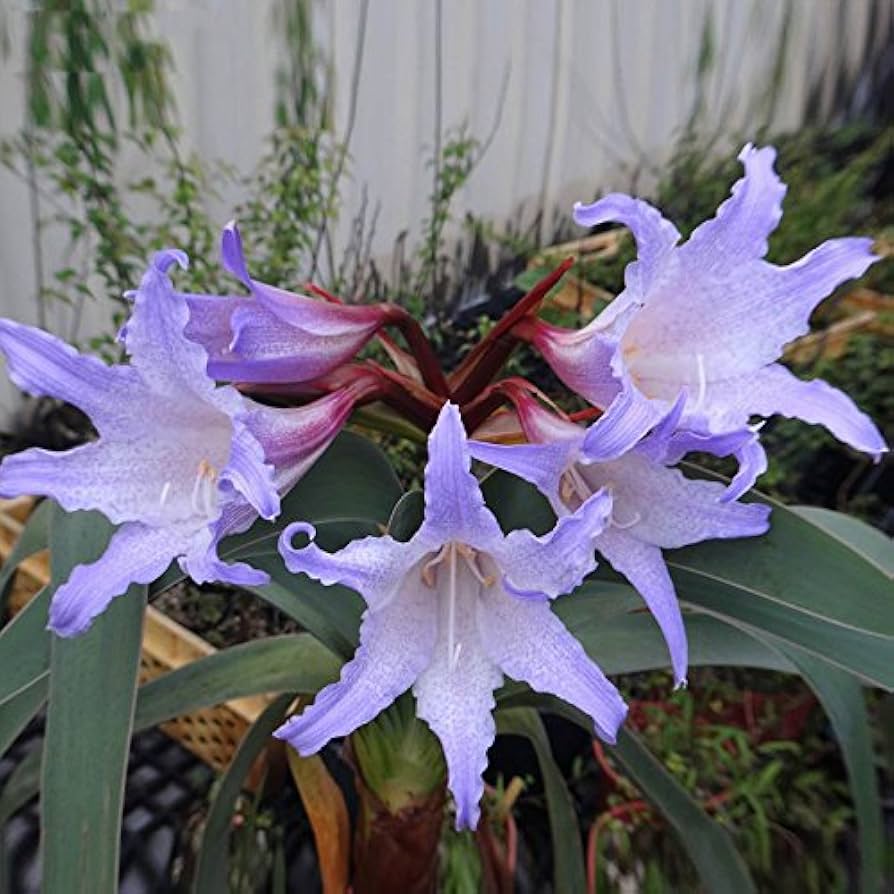 White Blue flower seeds