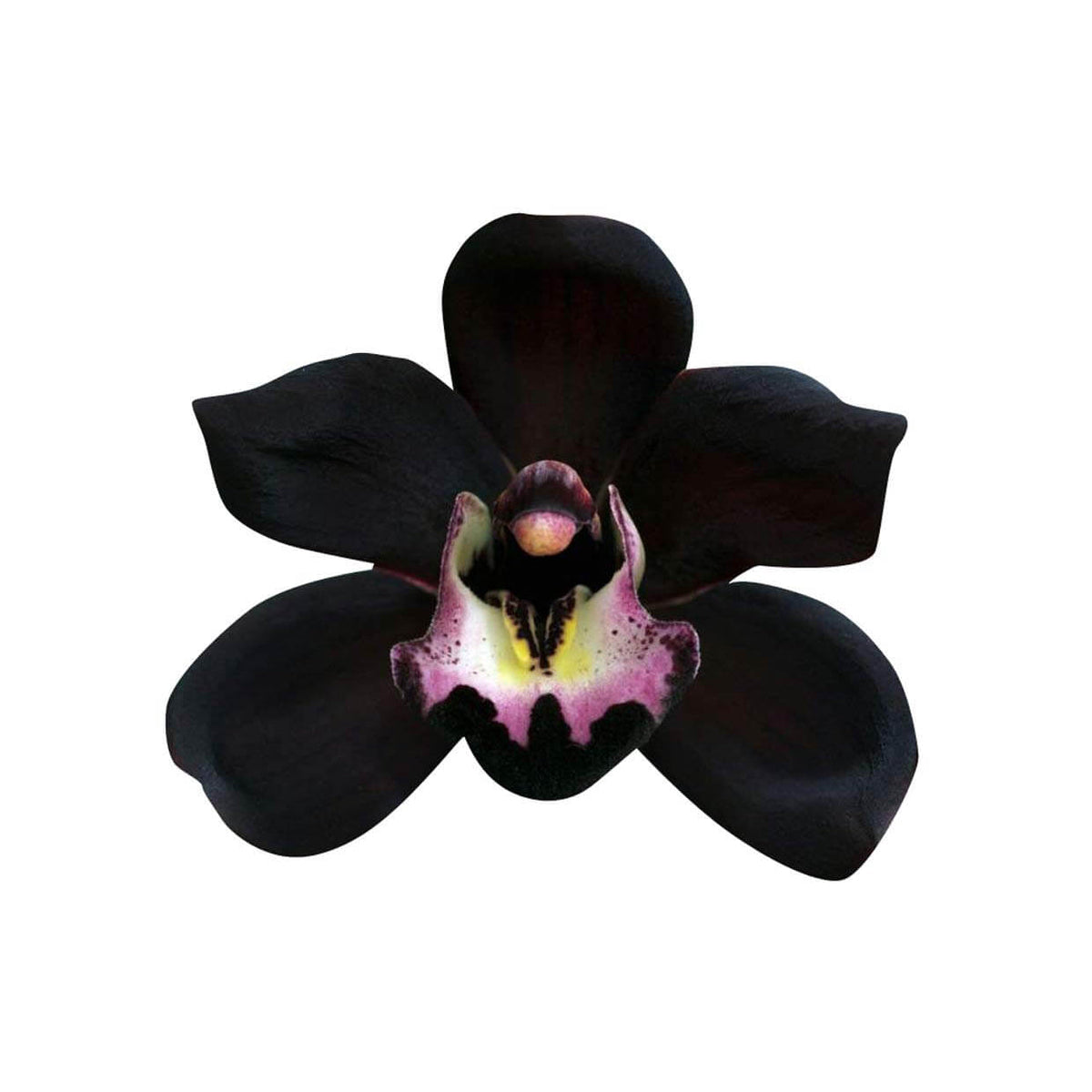 Black Orchid plant