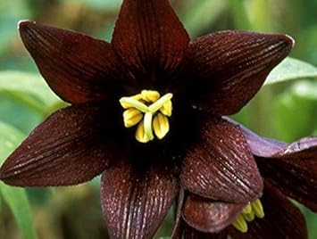 Chocolate Lily flower seeds