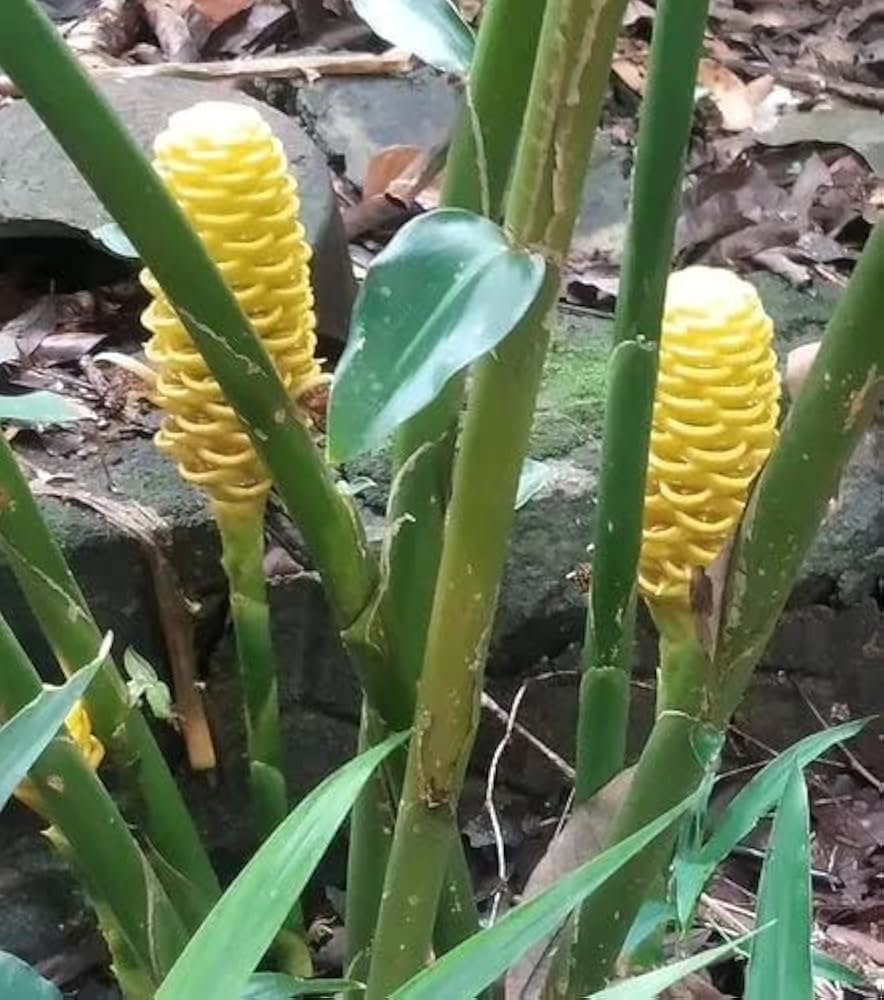 Beehive Ginger flower seeds