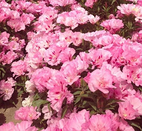 Godetia Sommerazalee flower seeds