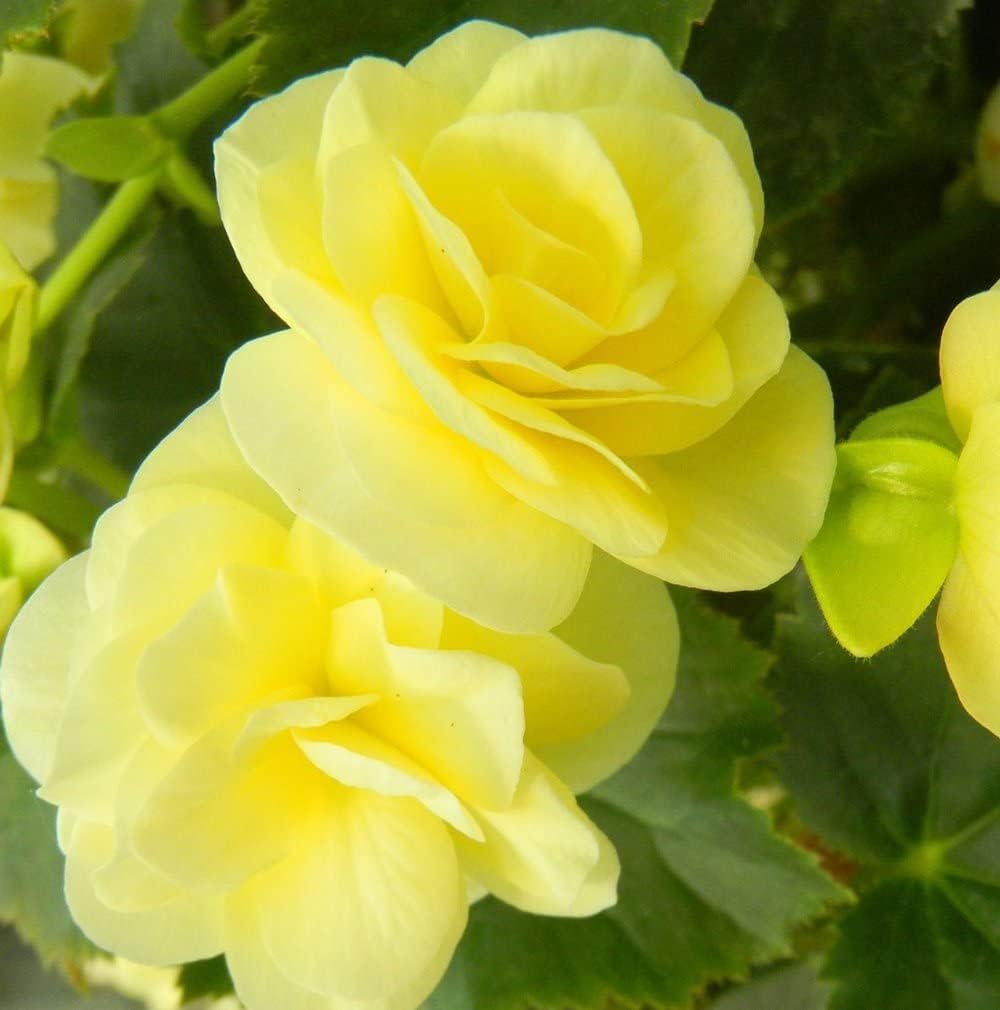 Light Yellow flower seeds