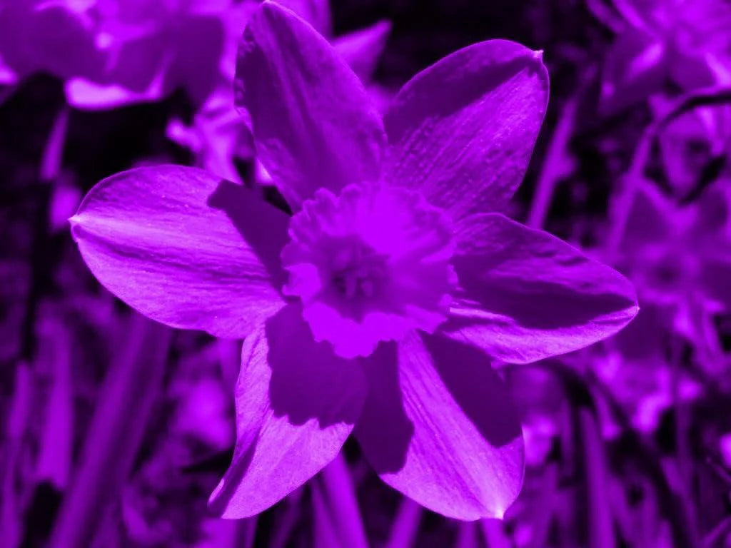 Purple Daffodil flower seeds