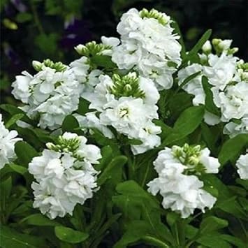 White Scented flower seeds