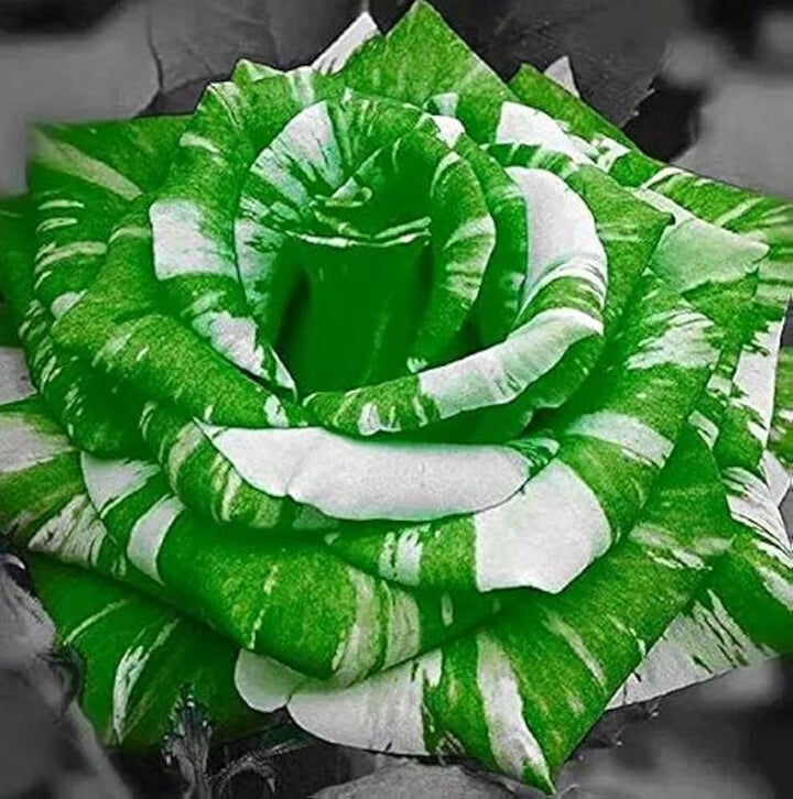 White Green flower seeds