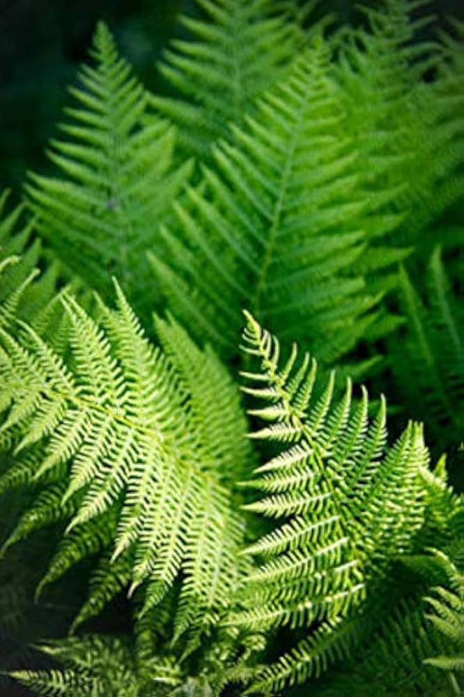 Green Fern flower seeds