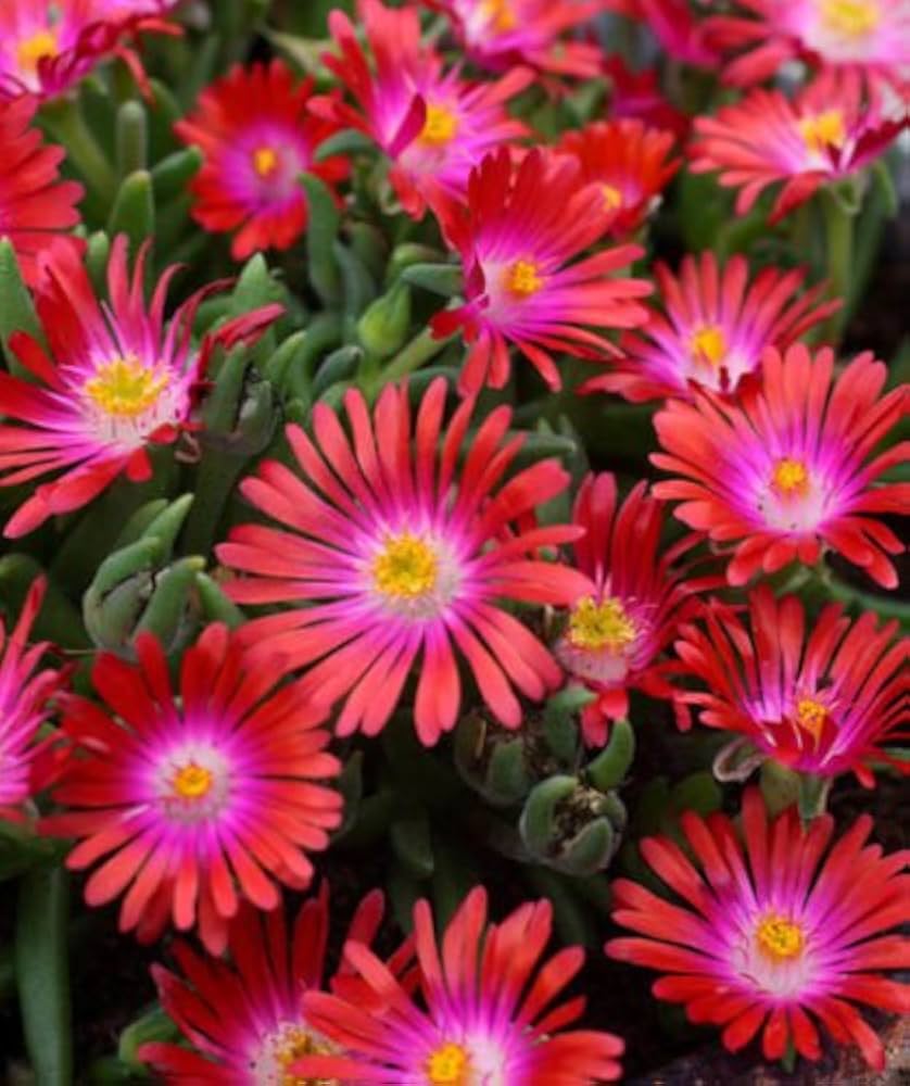 Delosperma Carmine flower seeds