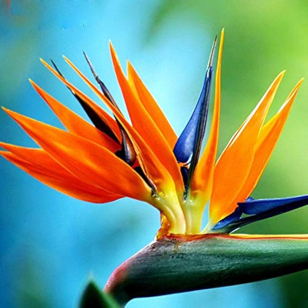 Orange Violet flower seeds
