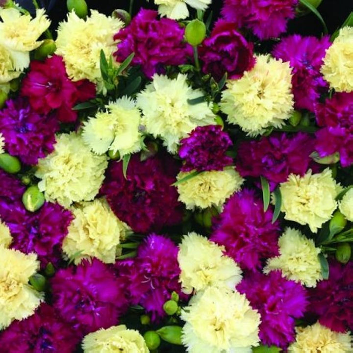 Bananaberry Dianthus flower seeds