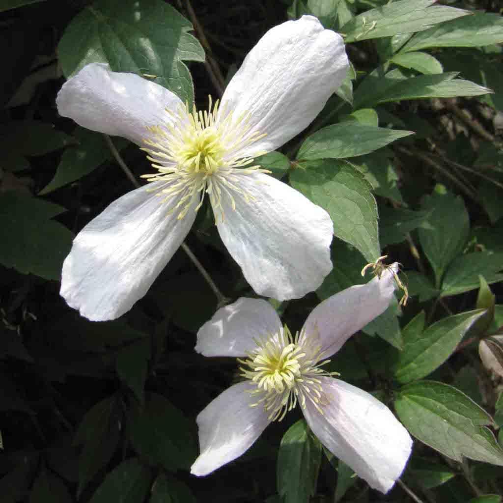White Clematis flower seeds