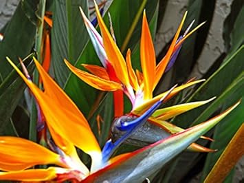 Bird Of flower seeds