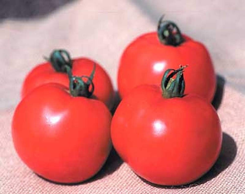 Better Bush VFN Tomato Vegetable Seeds for Planting – Heirloom Non-GMO Garden Seeds