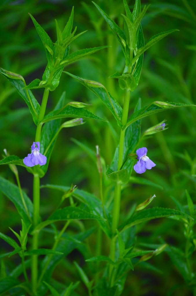 Mimulus Ringens flower seeds