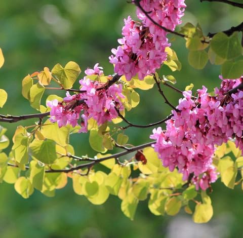 Green Cercis Sliquastrum Tree - Heirloom, Non - Gmo Seeds