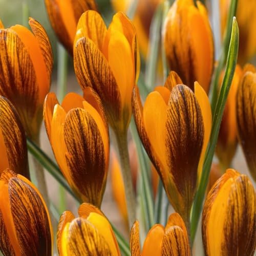 Orange Crocus flower seeds