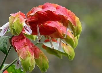 Orange And flower seeds