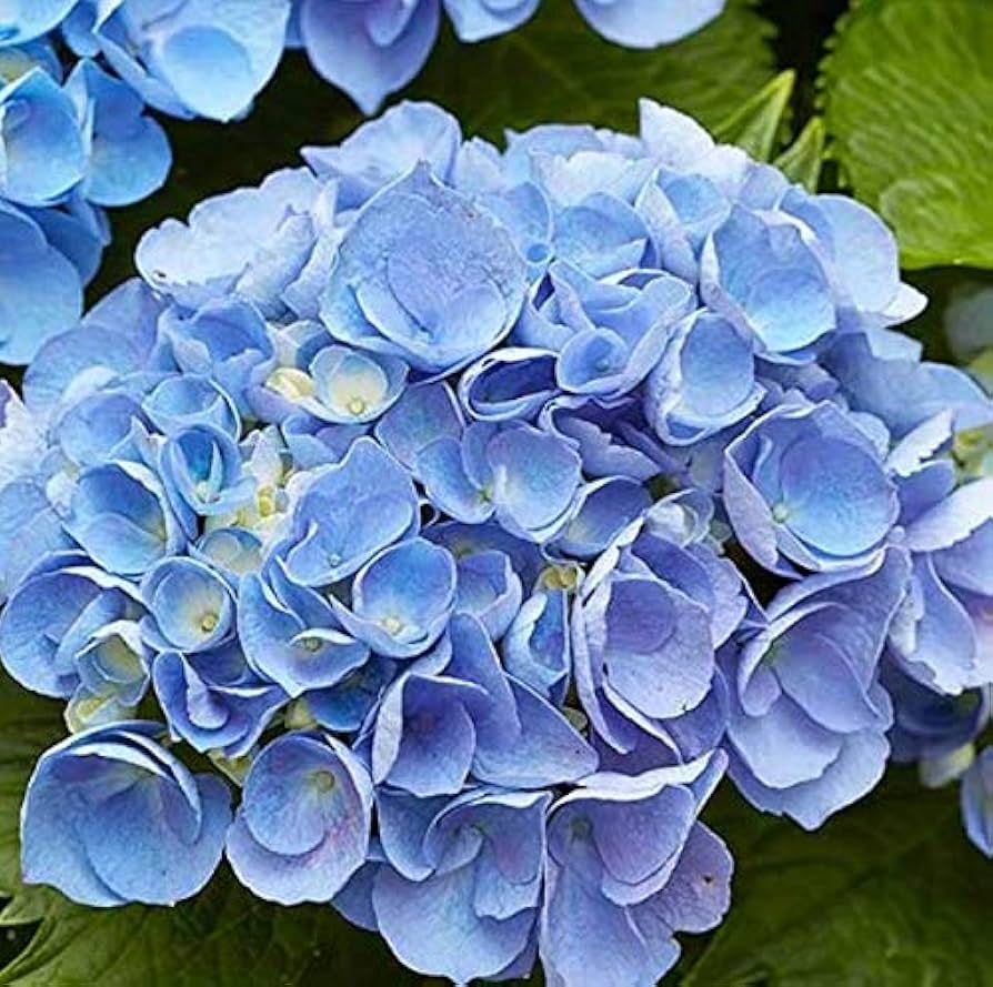 Sky Blue flower seeds
