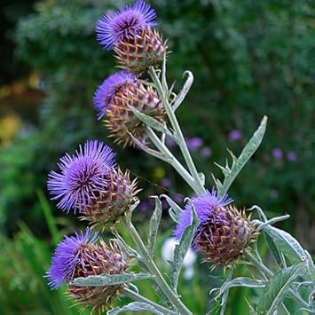Cynara flower seeds