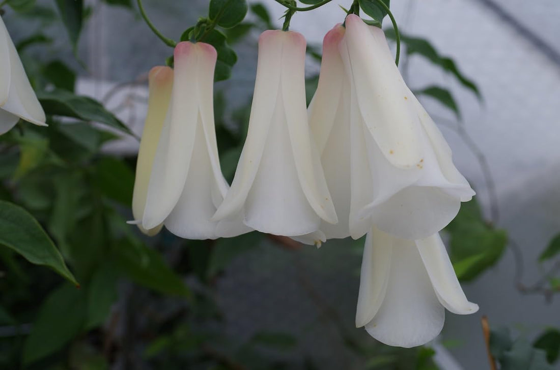 Chilean Bell flower seeds