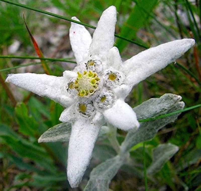 White Edelweiss Flower Seeds for Planting – Heirloom Non-GMO Garden Seeds